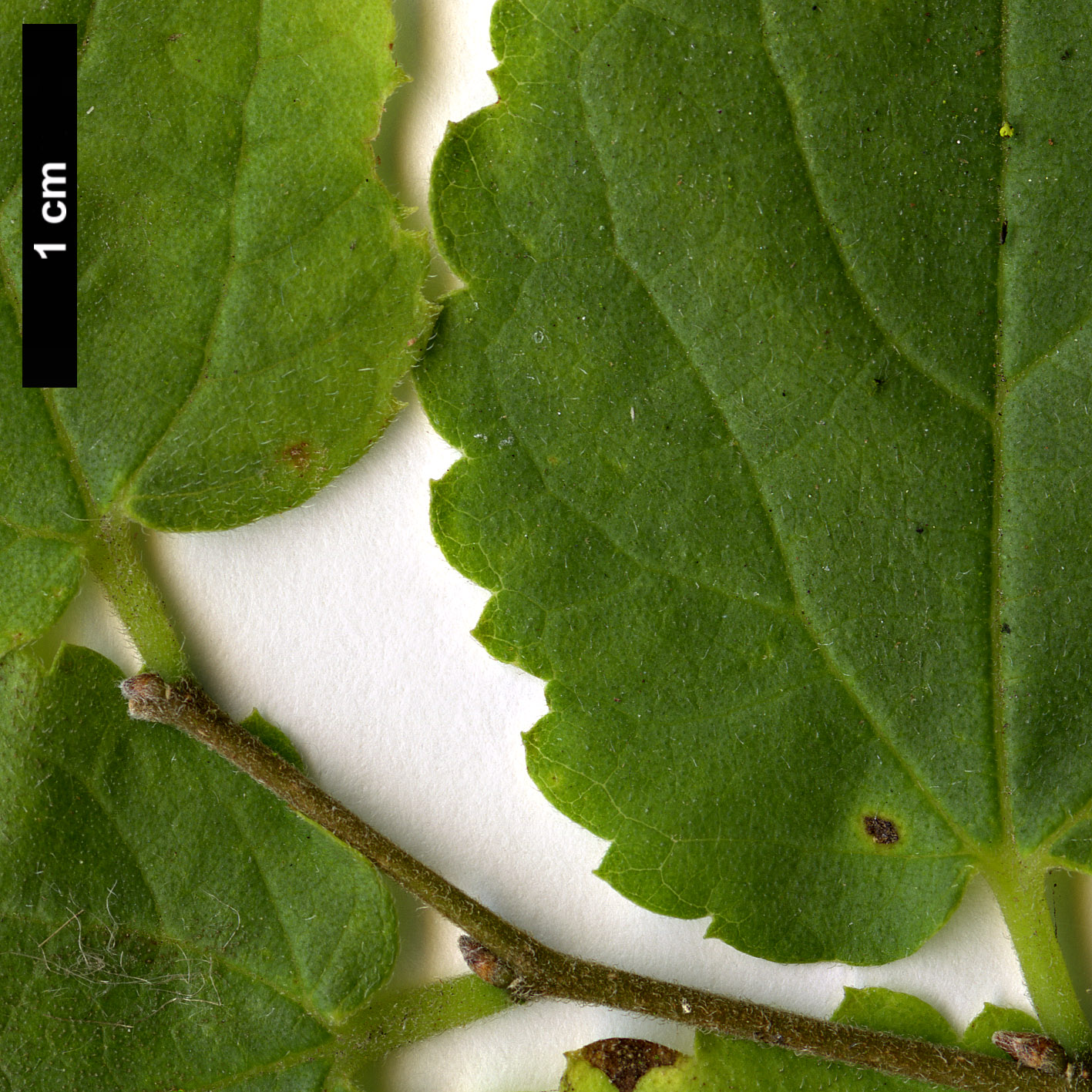 High resolution image: Family: Cannabaceae - Genus: Celtis - Taxon: tournefortii - SpeciesSub: var. aspera